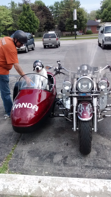 Panda: Biker Dog.  Heading home after his Groom. 